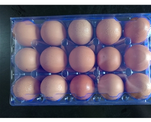 安徽鸡蛋包装1