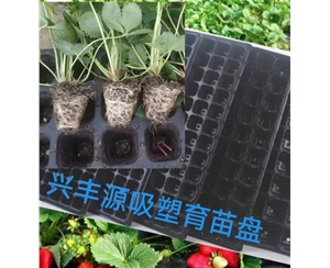 安徽草莓育苗吸塑盘